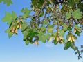 Acer monspessulanum